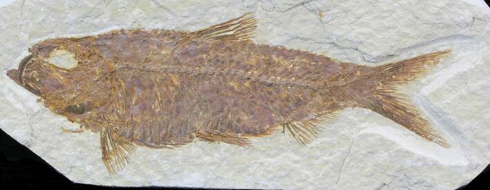 Knightia Fossil Fish - Wyoming #32918